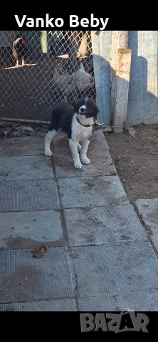 Продават се две каракачански кучета на 3 месеца мъжко и женско , снимка 2 - Каракачанска овчарка - 54226750