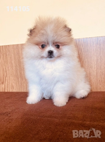 Померани, снимка 3 - Померан - 54022334