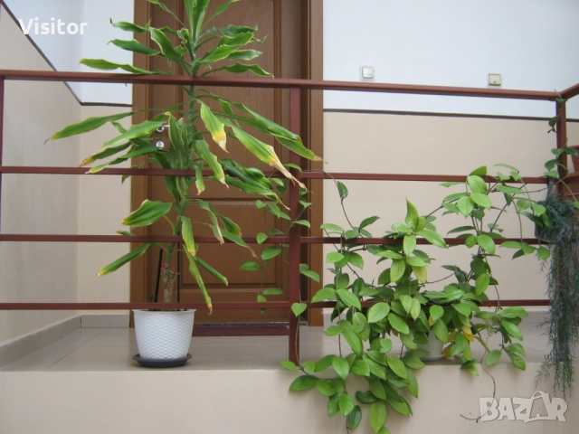 Canon PowerShot A470, снимка 17 - Фотоапарати - 52850721