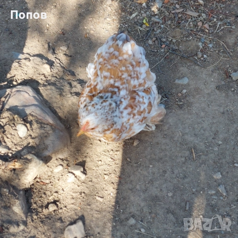 Продавам мини кохин, снимка 13 - други­ - 51324901