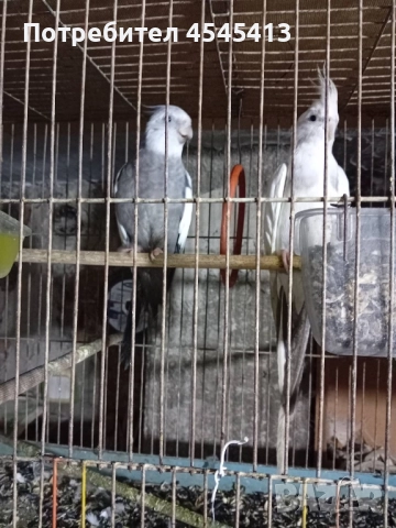 Папагали вълнисти, корели и какарики Смеещи се гугутки, снимка 7 - Папагали - 52896846