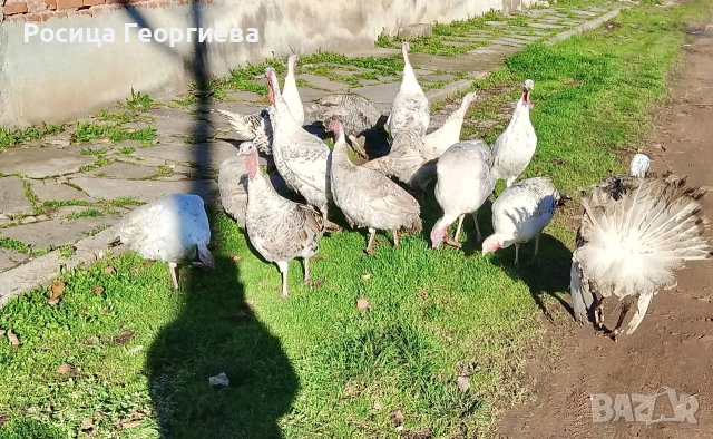 Домашни пуйки мъжки и женски 0897614893 Цена по договоряне, снимка 4 - други­ - 52739963