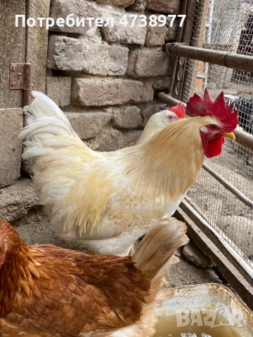 Разплодни яйца, снимка 4 - други­ - 54272318