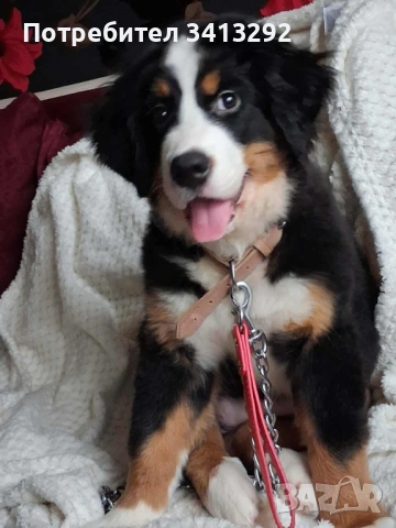 Бернски зененхунд / Швейцарска овчарка , снимка 4 - Бернска овчарка - 53012990