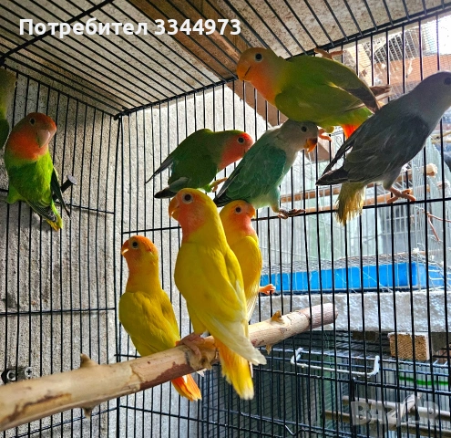 неразделки