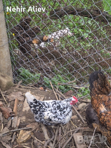 Продавам декоративни кокошки