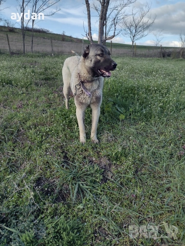 кангали мъжки и женска , снимка 2 - Кангал - 54156120