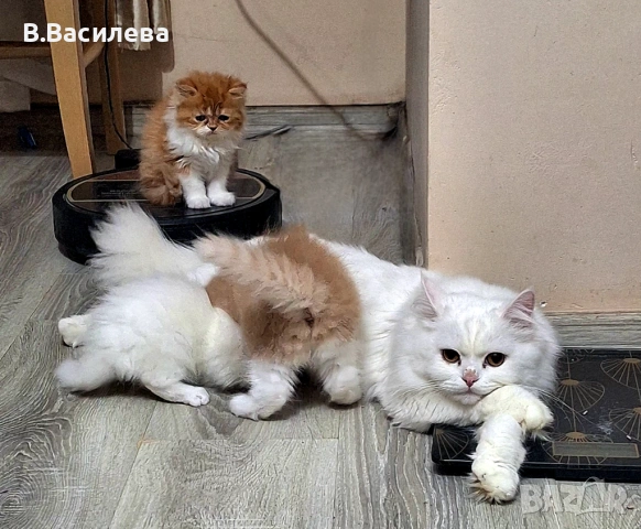 Персийски котета, снимка 12 - Персийска - 53958055