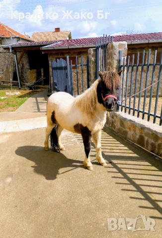 Шотландско пони