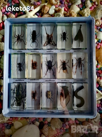 „Истински БУБОЛЕЧКИ и чудновати животинки“ – Пълна колекция (75 бр.), снимка 7 - Колекции - 53126815