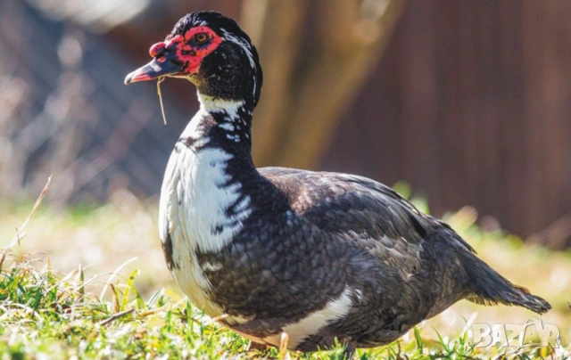 оплодени и проверени Яйца ПАТИЦА -Разплодни яйца за люпене от НЕМИ Патки порода Мускусна Турска, снимка 8 - Кокошки и пуйки - 54196551