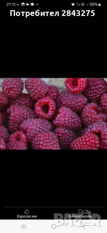 разсад ягоди , снимка 16 - Градински цветя и растения - 47363929