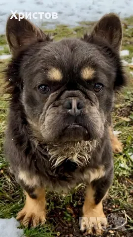 Мъжки френски булдог (Флъфи, Флуфи) за разплод, снимка 6 - Френски булдог - 49184248