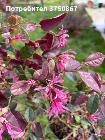 🌿💜🌸 Лоропеталум „Black Pearl“ (Loropetalum chinense), снимка 5 - Градински цветя и растения - 54249269
