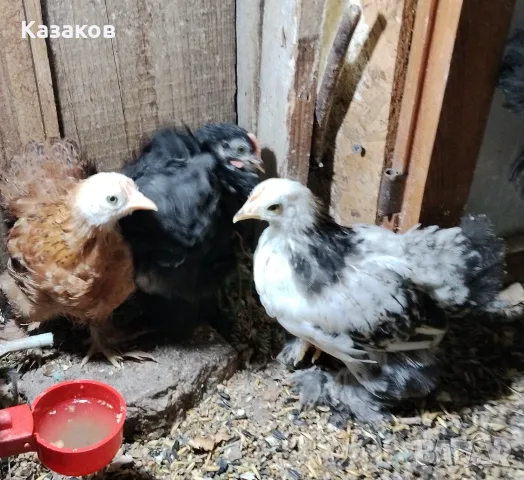Продавам  мини кохин