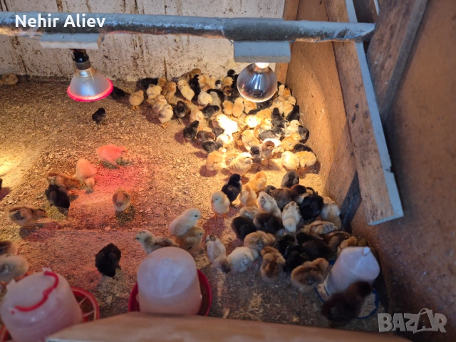 Продавам пилета и гъски