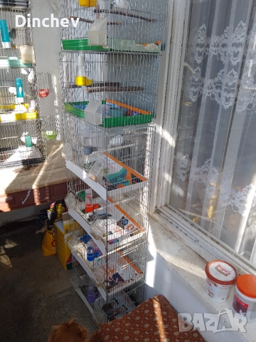 Продава канарчета Орфей, снимка 1