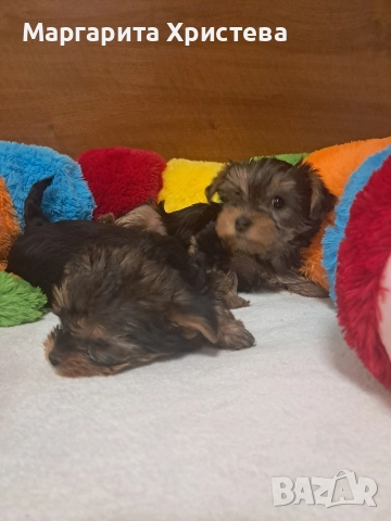 Йоркширски териер , снимка 3 - Йоркширски териер - 52850982