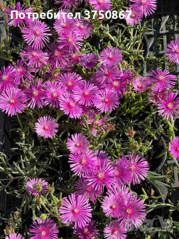 Delosperma cooperi – Делосперма Купера, снимка 2 - Градински цветя и растения - 55824400