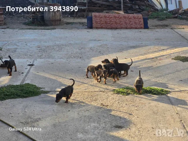 6женски доберманчета търсят нов дом, снимка 5 - Доберман - 55833664