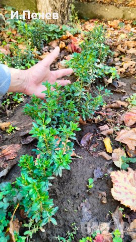 Расад за жив плет, снимка 3 - Градински цветя и растения - 41807423