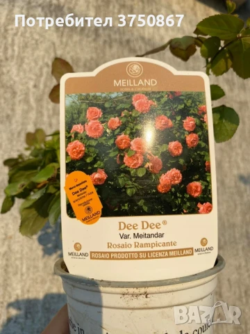 🌹 РОЗА 🌹 GPT DEE DEE BRIDGEWATER® Meitandar 🌹, снимка 7 - Градински цветя и растения - 51261946