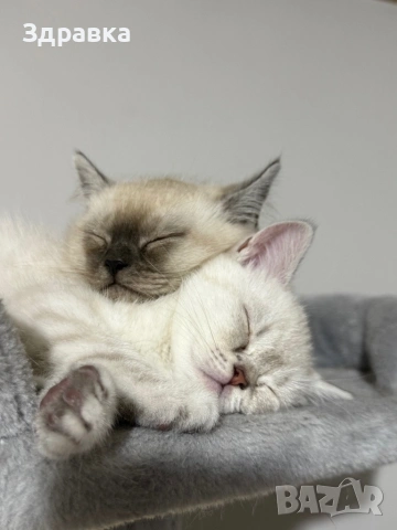 Колор пойнт котета , снимка 4 - Британска късокосместа - 54149422
