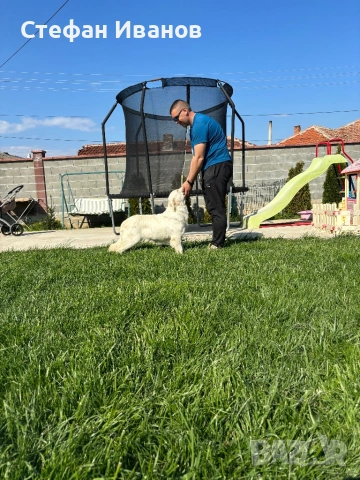 Голдън ретривър, снимка 6 - Голдън ретривър - 53307145