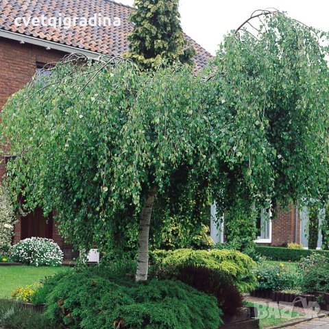 Betula pendula"Youngii" (Бреза плачеща Йонги), снимка 1 - Градински цветя и растения - 40357994