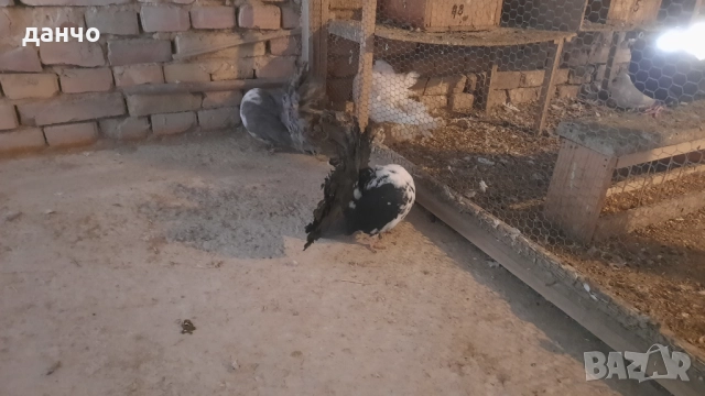 Продавам фенерлии , снимка 5 - Гълъби - 52935098