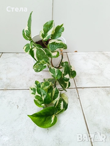 бял Бенджамин и Сциндапсус , снимка 11 - Стайни растения - 52422736