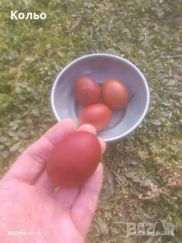 Разплодни яйца от Черен мед Маран, снимка 10 - други­ - 32314297