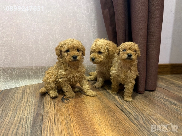 Пудел той , снимка 2 - Пудели - 52667739