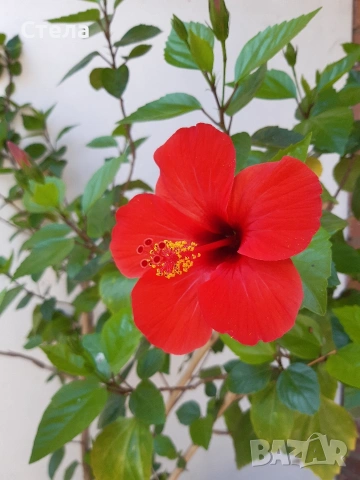 Пасифлора, китайски рози, Индрише , снимка 8 - Стайни растения - 53144264