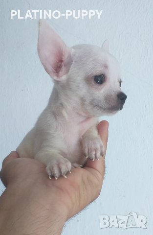 Свободно момче чихуахуа, снимка 2 - Чихуахуа - 29783813