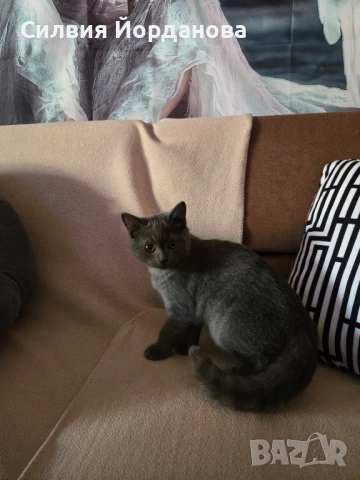 Британчета, си търсят ново семейство!, снимка 1