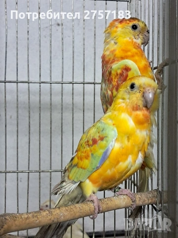 продавам поини папагали 2025 г, снимка 3 - Папагали - 53995670