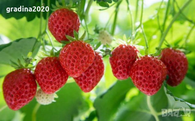 Горска ягода - Дива ягода  Сорт горски рюген, снимка 1 - Градински цветя и растения - 29282698