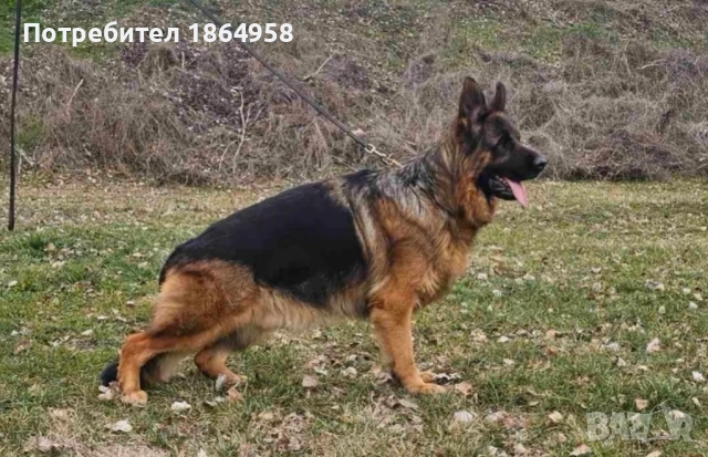 Немски Овчарски Кучета Доставка, снимка 5 - Немска овчарка - 53997823