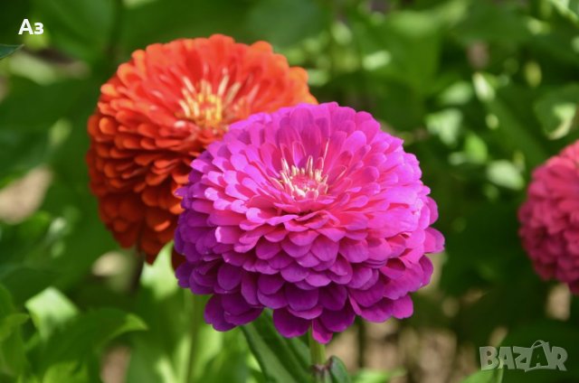 продавам семена на цветя Циния (реколта 2025 г.), снимка 3 - Градински цветя и растения - 29996550