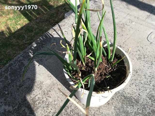 ЛУК-ЗА КОЛЕКЦИЯ ДЕКОР ЗА САЛАТАТА 2302240859, снимка 7 - Градински цветя и растения - 44428929