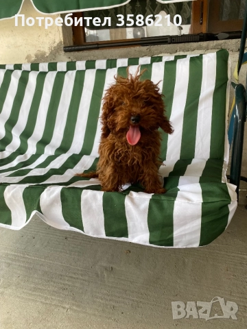 Toy pudel mışko , снимка 1