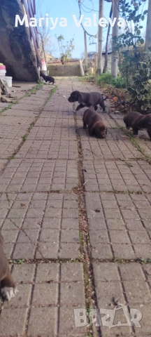 Кученца Курцхар , снимка 5 - Курцхаар - 52863953