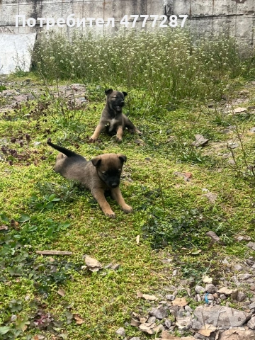 Малинуа микс, само женски , снимка 7 - Белгийска овчарка - 54108154