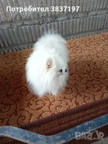 мъжки със всичко необходимо за момента , снимка 2 - Други животни - 51608683