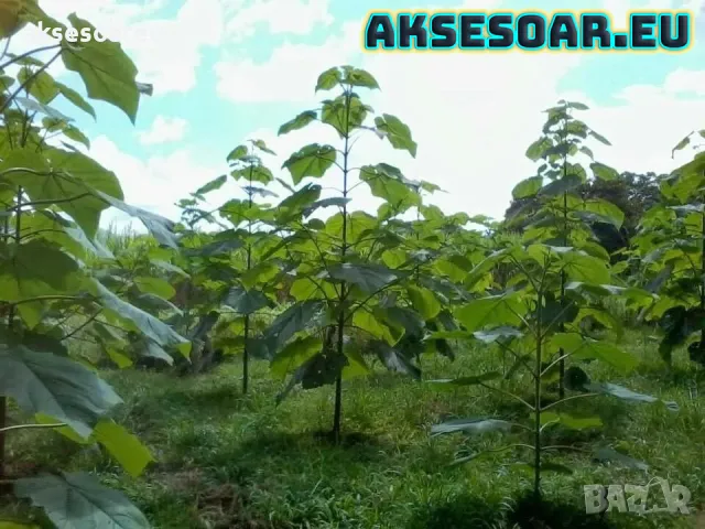 400 качествени семена от красиво декоративно медоносно дърво пауловния томентоса декорация украса, снимка 15 - Сортови семена и луковици - 50387864