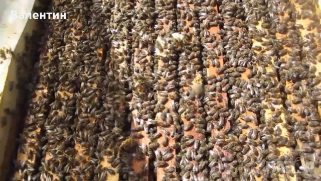 Пчелни семейства презимували , снимка 1