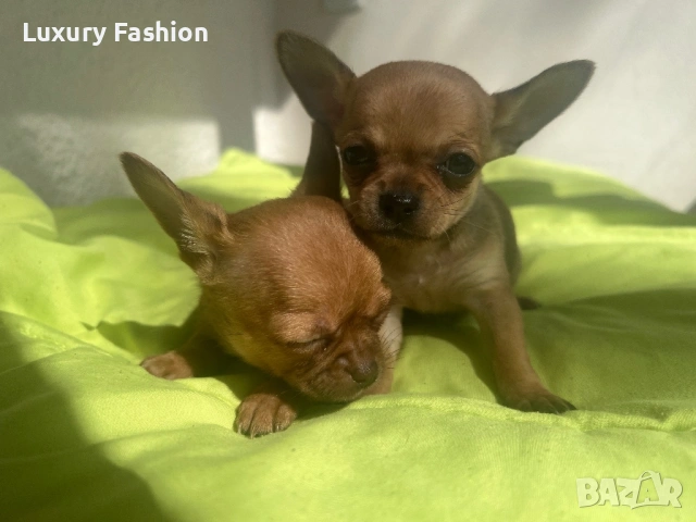 Чихуахуа кученца , снимка 2 - Чихуахуа - 54217329