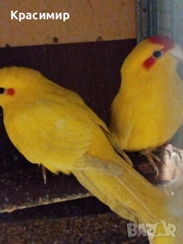 различни видове птици , снимка 6 - Папагали - 52253904