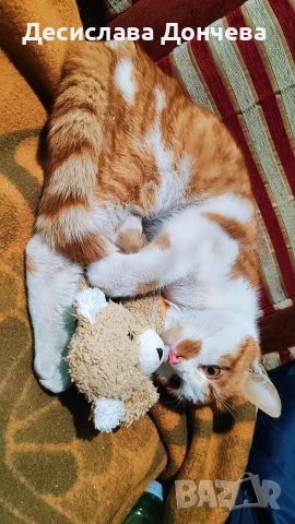 Коте Сами си търси дом, осинови го, снимка 3 - Други - 53033204